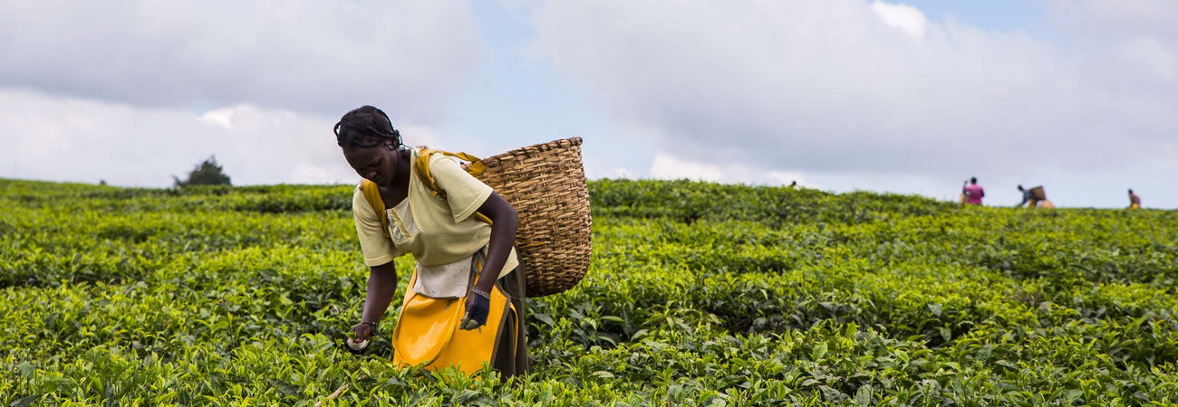 Our certified sustainable suppliers