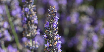 Lavender