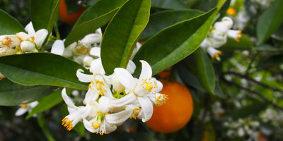Orange blossom