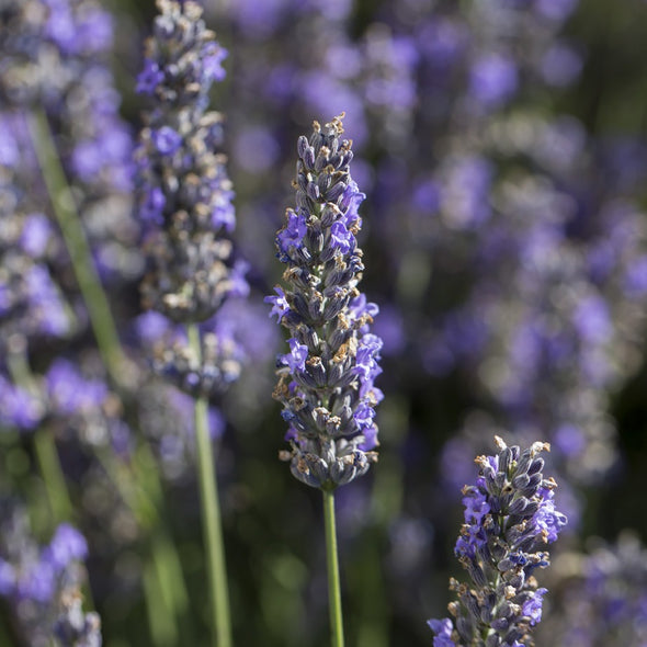 Lavender at CARON