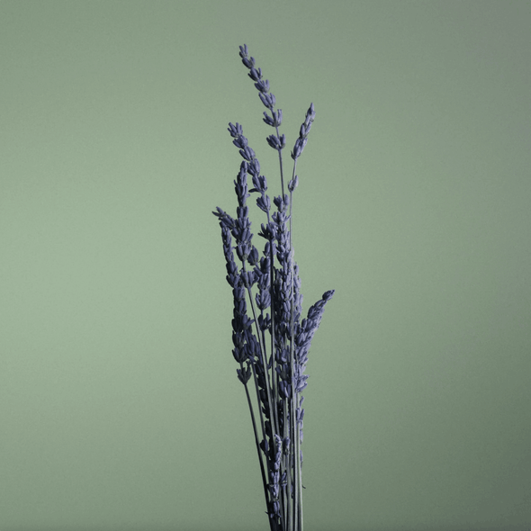 Lavender, an emblematic ingredient 