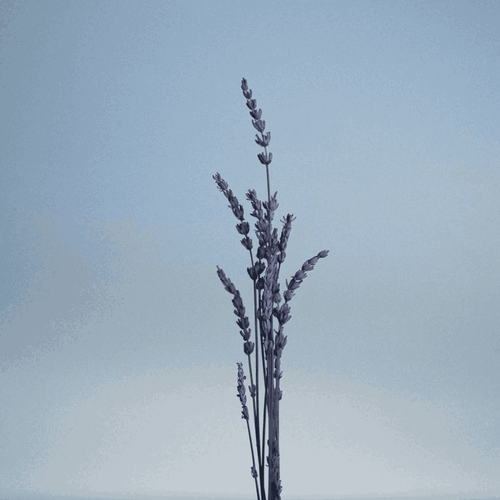 Pour Un Homme de CARON Le Matin - Travel Spray